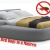 Get Rid of Bed Bugs in your Mattress