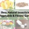Best-insecticide-for-vegetable-garden