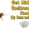 Get-Rid-Of-Roaches-With-Borax