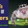 How To Get Rid of Spiders