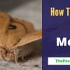 How To Get Rid Of Moths