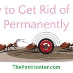 How to Get Rid of Ants Permanently