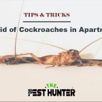 How to Get Rid of Cockroaches in Apartment Building