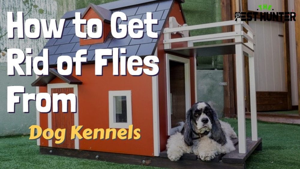 7 Awasome Tips to Get Rid of Flies From Dog Kennels | The Pest Hunter