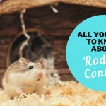 All You Need to Know about Rodent Control