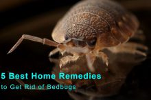 5 Best Home Remedies to Get Rid of Bedbugs