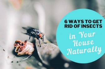 Top 6 Ways to Get Rid of Insects in Your House Naturally