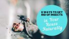 Top 6 Ways to Get Rid of Insects in Your House Naturally