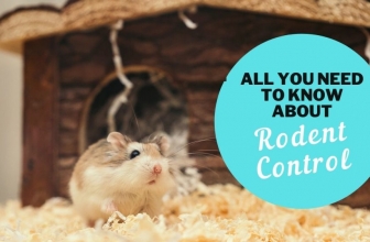 All You Need to Know about Rodent Control