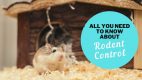 All You Need to Know about Rodent Control