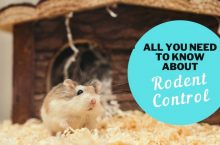 All You Need to Know about Rodent Control