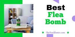 Best Flea Bombs in 2021 & Which Ones Actually Solved Your Problem Fast?