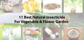 From Pests to Perfection: Discover the Ultimate Organic Insecticide for Your Vegetable and Flower Garden’s Triumph!