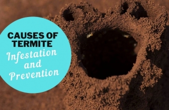 Termite: Causes of Termite Infestation and Prevention