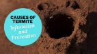 Termite: Causes of Termite Infestation and Prevention