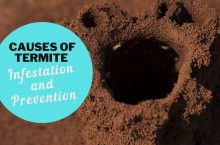 Termite: Causes of Termite Infestation and Prevention