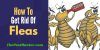 How To Get Rid Of Irritating Fleas On Your Pet And Yard