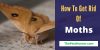 How To Get Rid Of Moths Problem