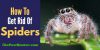 Causes Of Spider Infestation And How To Get Rid Of Them Naturally