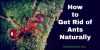 11 Way to Get Rid of Ants in The House Using Natural Treatments