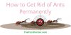 How to Get Rid of Ants from Your Home And Outside Permanently