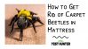How to Get Rid of Carpet Beetles in Mattress