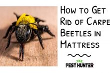 How to Get Rid of Carpet Beetles in Mattress