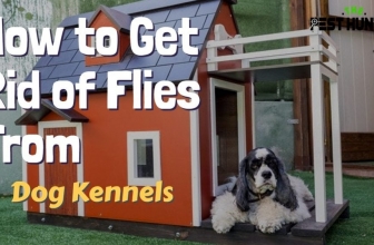 7 Awasome Tips to Get Rid of Flies From Dog Kennels