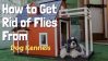 7 Awasome Tips to Get Rid of Flies From Dog Kennels