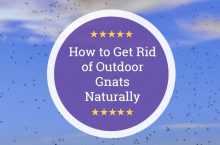 How to Get Rid of Outdoor Gnats Naturally