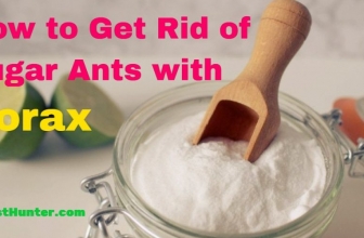 How to Get Rid of Sugar Ants with Borax