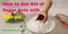 How to Get Rid of Sugar Ants with Borax