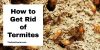 How to Get Rid of Termites Naturally and Chemically