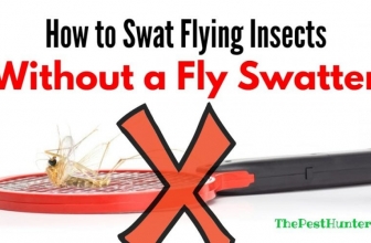 How to Swat Flying Insects Without a Fly Swatter