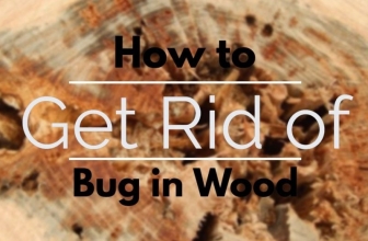 How to Get Rid of Bug in Wood