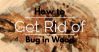 How to Get Rid of Bug in Wood