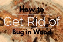 How to Get Rid of Bug in Wood