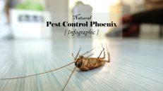 DIY Pest Control Infographic & The Pest Hunter